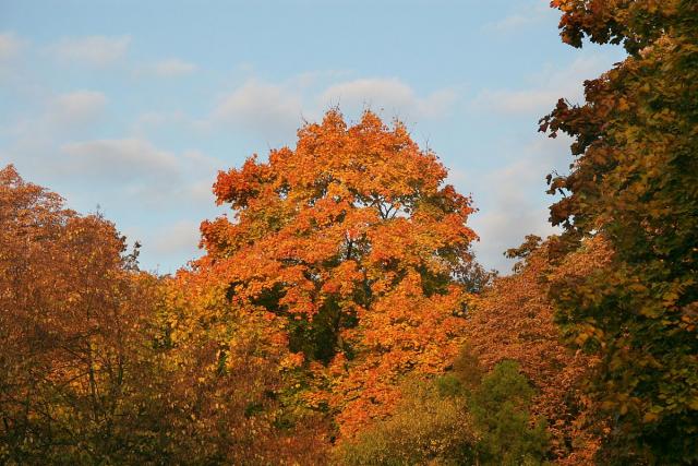 2008_1009Kasztany0030