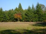 2008_1005Kampinos0157