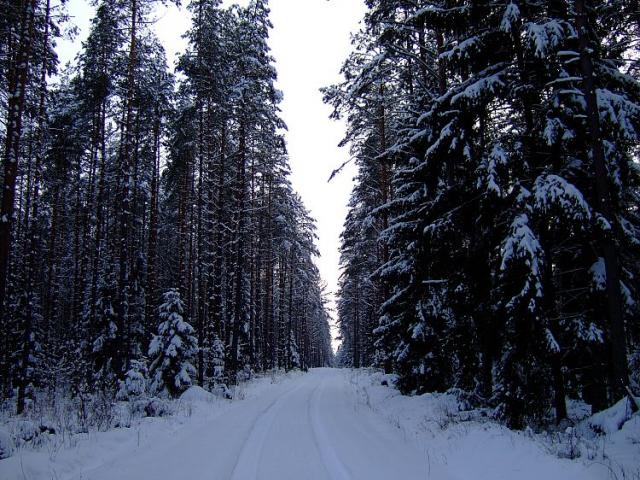 2009_0222Puszcza0001.JPG