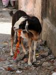 2007_1023Rishikesh0684m_2