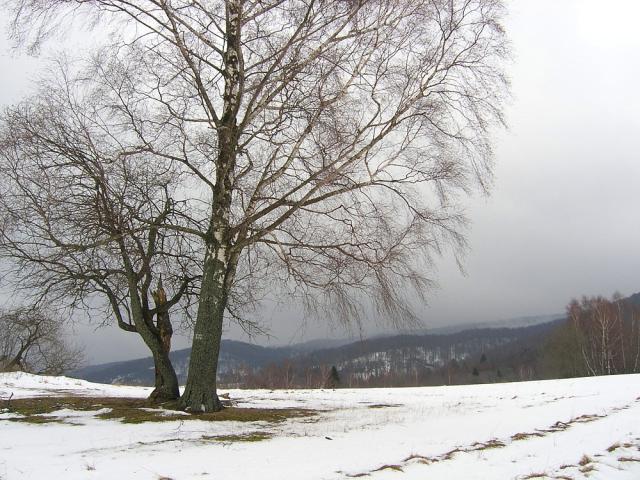 2008_0202odwilz003.jpg