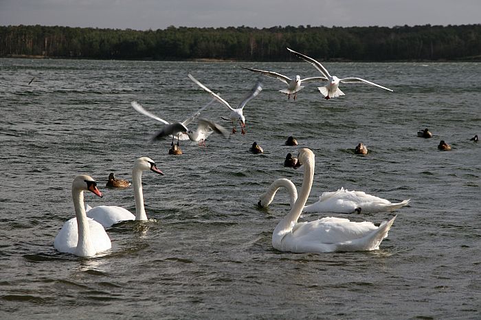 2008_0223Lublin0051