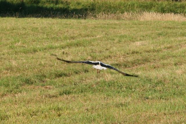 2008_0801Mazury073