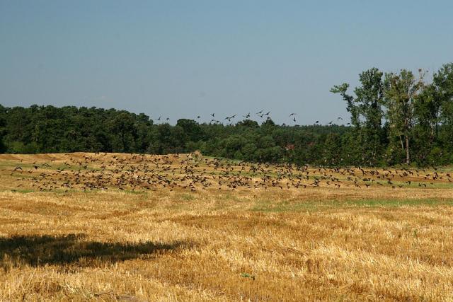 2008_0801Mazury100