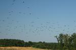 2008_0801Mazury105