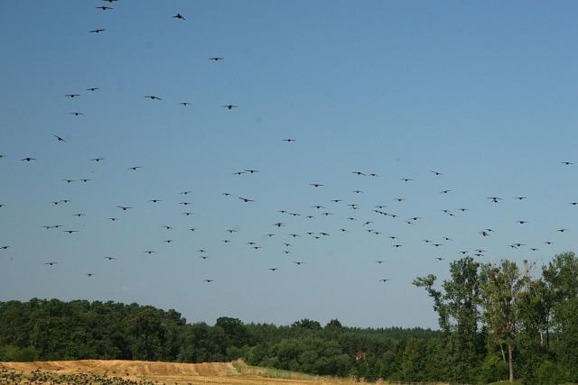 2008_0801Mazury105