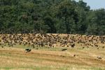 2008_0801Mazury106