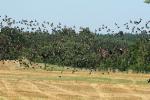 2008_0801Mazury107