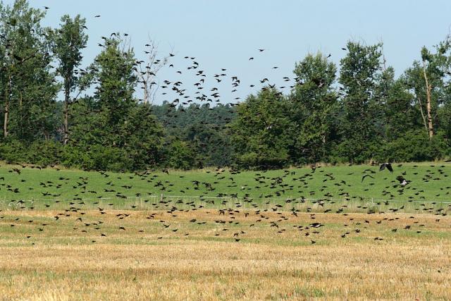 2008_0801Mazury109