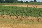 2008_0801Mazury112