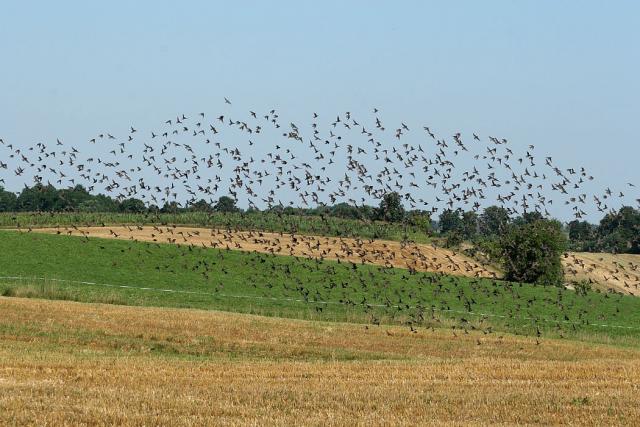 2008_0801Mazury113