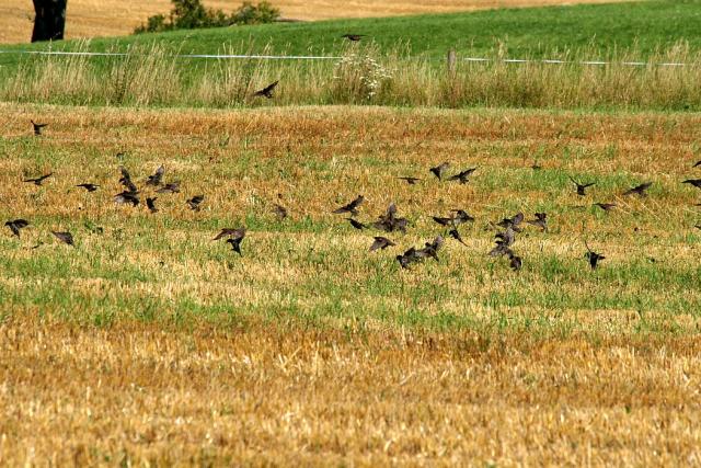 2008_0801Mazury117